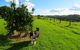 Maleny Springs Farm - thumb 31