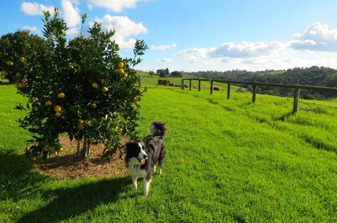 Maleny Springs Farm - QLD Tourism 31