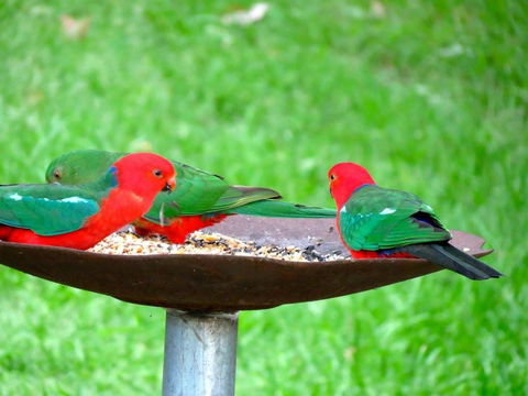 Maleny Springs Farm - QLD Tourism 35
