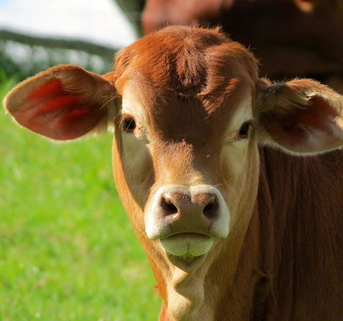 Maleny Springs Farm - QLD Tourism 9