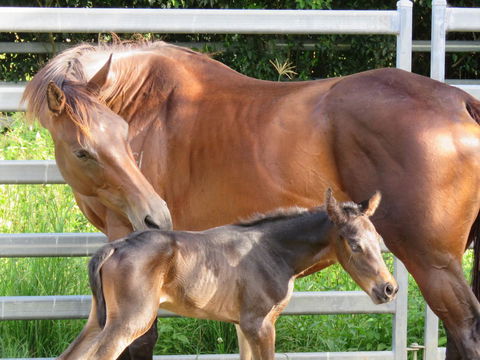 Maleny Springs Farm - QLD Tourism 18