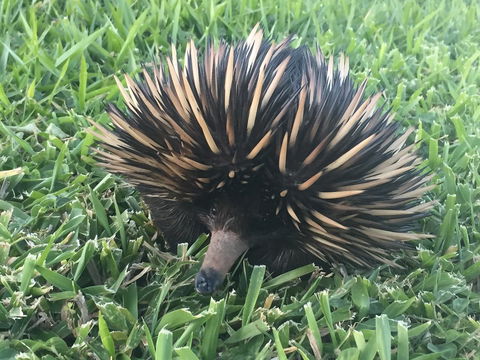 Maleny Springs Farm - QLD Tourism 23