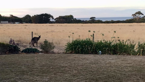 Beeâ€™s Place - 3 Bedroom Home On 10 Acres Of Land With Distant Ocean Views - QLD Tourism 23