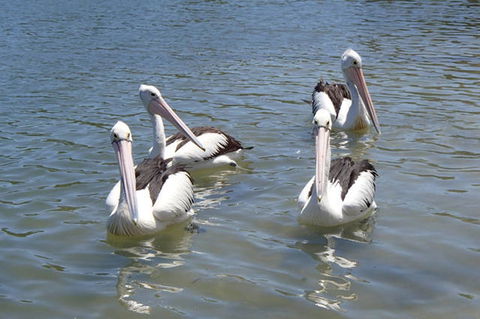 Keith's Sister - Queensland Tourism 42
