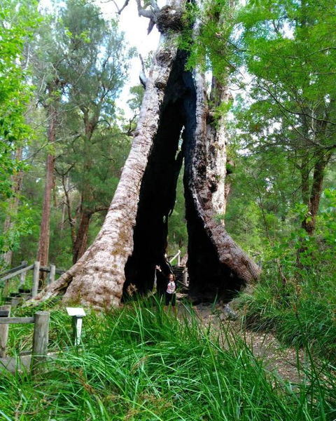 Crystal Springs Holiday Accommodation - Queensland Tourism 3