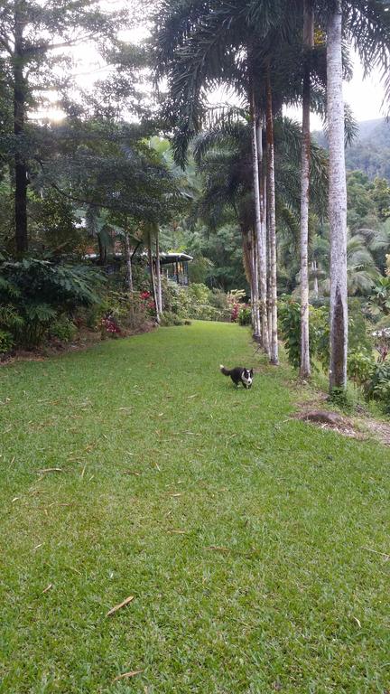 A Daintree Garden - QLD Tourism 1