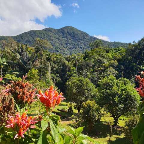 A Daintree Garden - QLD Tourism 3