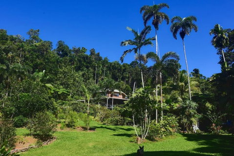 A Daintree Garden - QLD Tourism 0