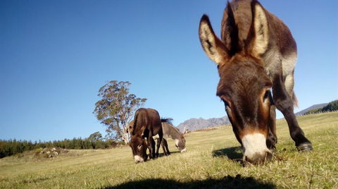 AAA Granary Accommodation - Queensland Tourism 2