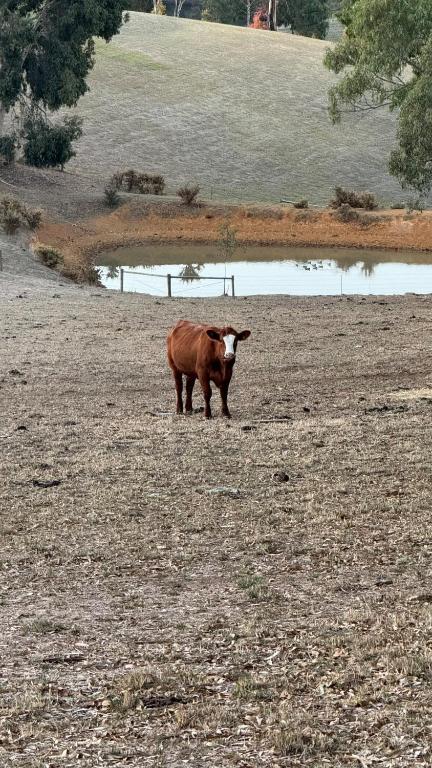 Farm Stay Picturesque Views - Queensland Tourism 3