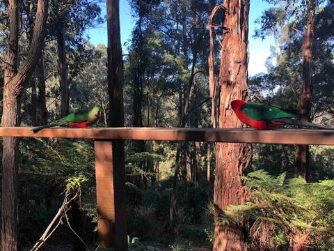 Forest Retreat - QLD Tourism 4