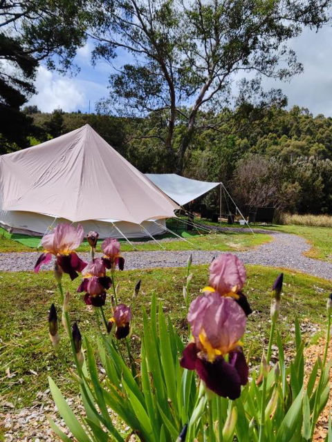 Glamping At Zeehan Bush Camp - QLD Tourism 4