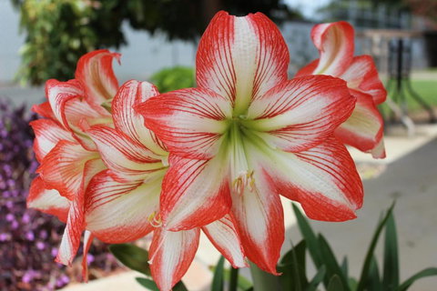 Golden Harvest Motor Inn Moree - QLD Tourism 3