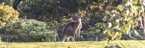 Alkina Lodge - Great Ocean Road - Queensland Tourism 3