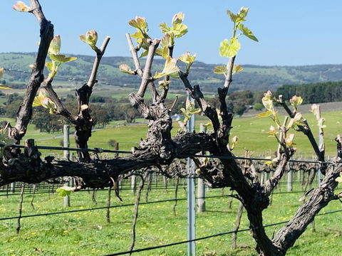 Amongst The Vines Deluxe Retreat - QLD Tourism 1
