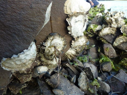Oyster Shack - QLD Tourism 3