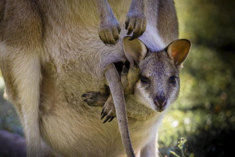 Bamurru Plains - QLD Tourism 3