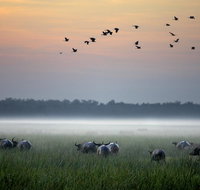 Bamurru Plains - QLD Tourism