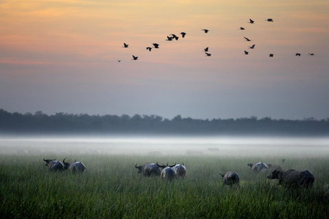 Bamurru Plains - QLD Tourism 0