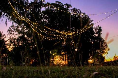 Banyan Tree - QLD Tourism 0