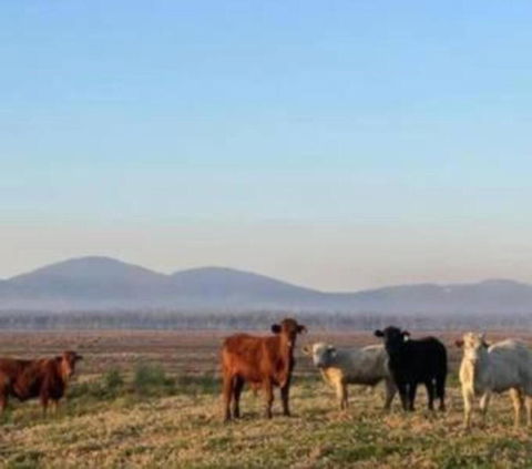 Rosemont By Tiny Away - Queensland Tourism 3