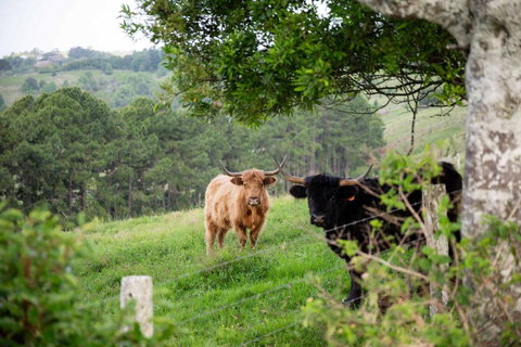 Rosewood Tiny Home By Tiny Away - QLD Tourism 2