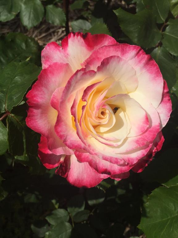 Terip Terip VIC QLD Tourism