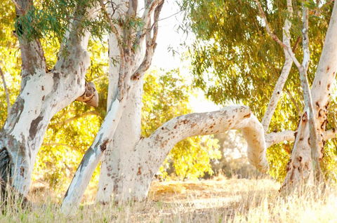 Wooramel River Retreat - QLD Tourism 3