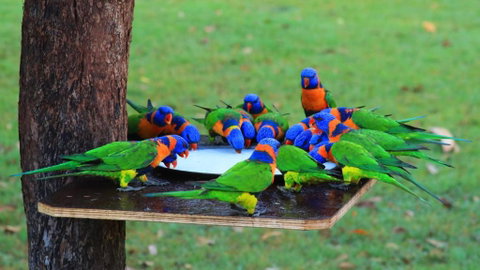 Batchelor Holiday Park - QLD Tourism 0