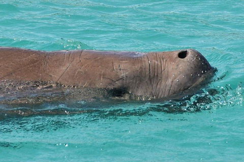 Cruise In Moreton Bay Marine Park And Moreton Island - QLD Tourism 3