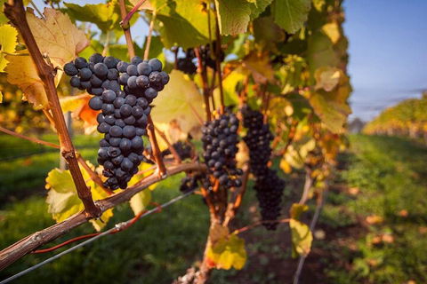 Full Day Tamar Valley Wine Tour - QLD Tourism 0