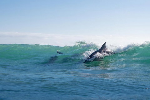 Private Tangalooma Wrecks Tour - QLD Tourism 2
