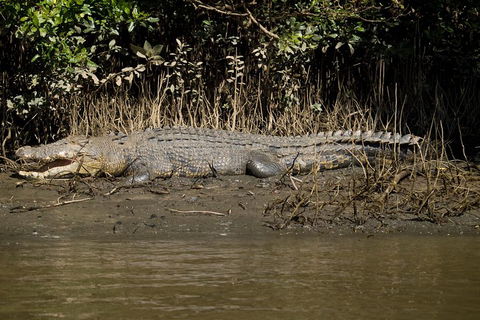5-Day Best Of Cairns With Daintree, Kuranda, And Great Barrier Reef - QLD Tourism 5