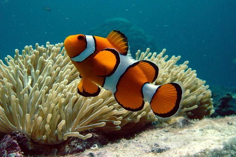 Cairns Reef And Rainforest Combo: Daintree Rainforest And The Great Barrier Reef - QLD Tourism 2