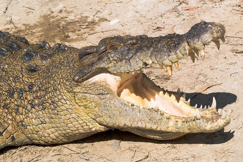 4-Day Cairns Ultimate Combo: Daintree Rainforest, Reef, Kuranda & Paronella Park - QLD Tourism 0