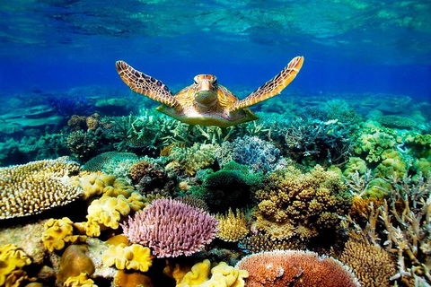 4-Day Cairns Ultimate Combo: Daintree Rainforest, Reef, Kuranda & Paronella Park - QLD Tourism 3