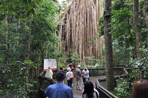 4-Day Cairns Ultimate Combo: Daintree Rainforest, Reef, Kuranda & Paronella Park - QLD Tourism 5