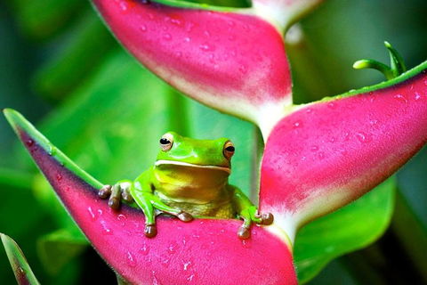 Cape Tribulation, Mossman Gorge, And Daintree Rainforest Premium Day Tour - QLD Tourism 0