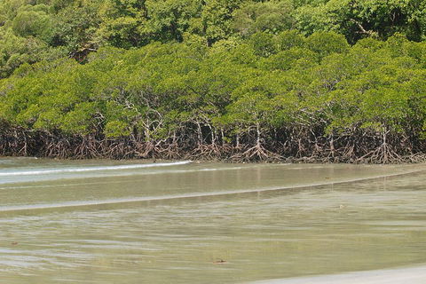 Cape Tribulation, Mossman Gorge, And Daintree Rainforest Premium Day Tour - QLD Tourism 4