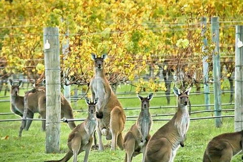 Three Day Charter Margaret River Region (inbound Melbourne Travelers) - QLD Tourism 5