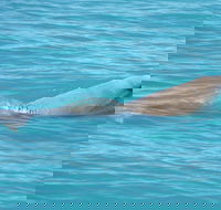 Snubfin Dolphin Eco Cruise from Broome - Queensland Tourism