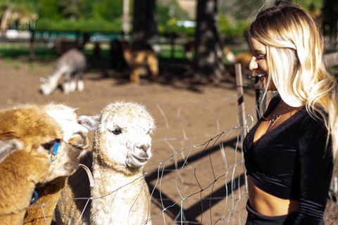 O'Reilly's & Lamington National Park Incl. Alpaca Farm + Vineyard - QLD Tourism 3