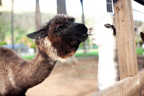 O'Reilly's & Lamington National Park Incl. Alpaca Farm + Vineyard - QLD Tourism 4