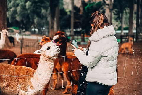 O'Reilly's & Lamington National Park Incl. Alpaca Farm + Vineyard - QLD Tourism 5