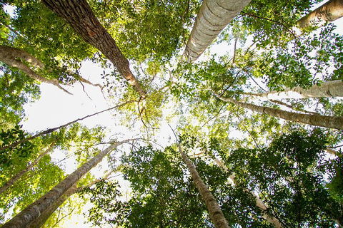 Fraser Island 4WD Tour From Noosa - QLD Tourism 0