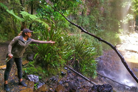 Rainforest & Waterfalls Extravaganza - QLD Tourism 4