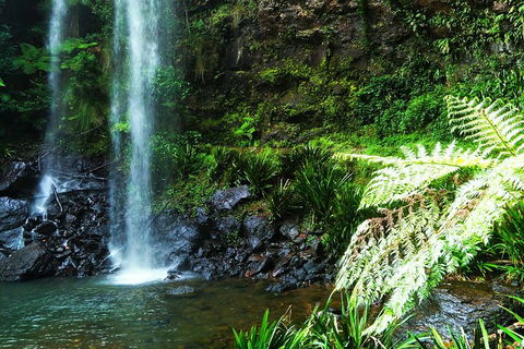 Private Tour - Rainforest & Waterfalls Extravaganza - QLD Tourism 1