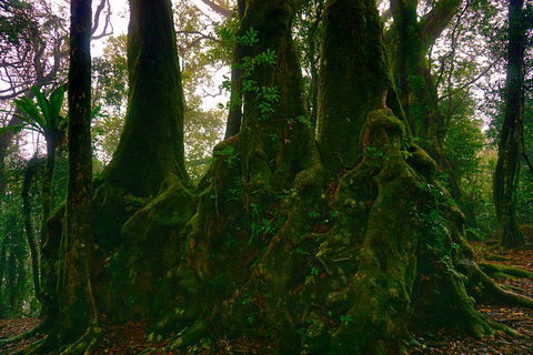 Private Tour - Rainforest & Waterfalls Extravaganza - QLD Tourism 5