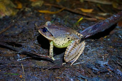 Glow Worms Private Tour - Nocturnal Rainforest Walk - QLD Tourism 0