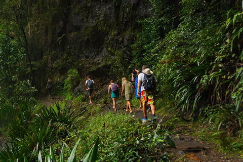 Glow Worms Private Tour - Nocturnal Rainforest Walk - QLD Tourism 1
